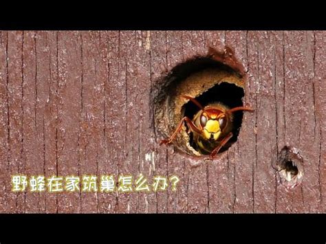 土蜂窩風水|【家裡有土蜂窩】家裡有土蜂窩？6大風水優勢曝光，好運財運擋。